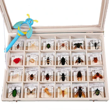 24 Adet Böcek Örnekleri Gerçek Örnekleri Kutuları Dekoratif Küçük Süs Çocuk Bilişsel Öğretim Aracı Mini Böcek