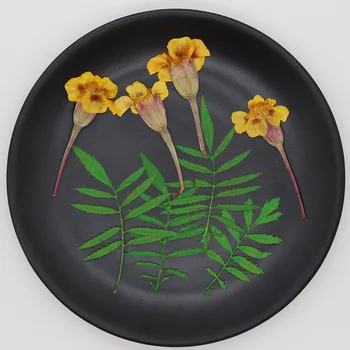 250 adet 4-6cm Preslenmiş Kurutulmuş Tagetes Patula L. Çiçek+Yapraklar Bitkiler Herbaryum Takı İmi Kartpostal telefon kılıfı Mum DIY